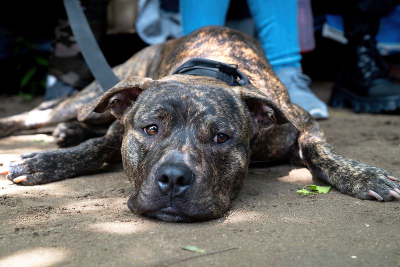 When a Dog Dies, Damages Have Defined Pieces