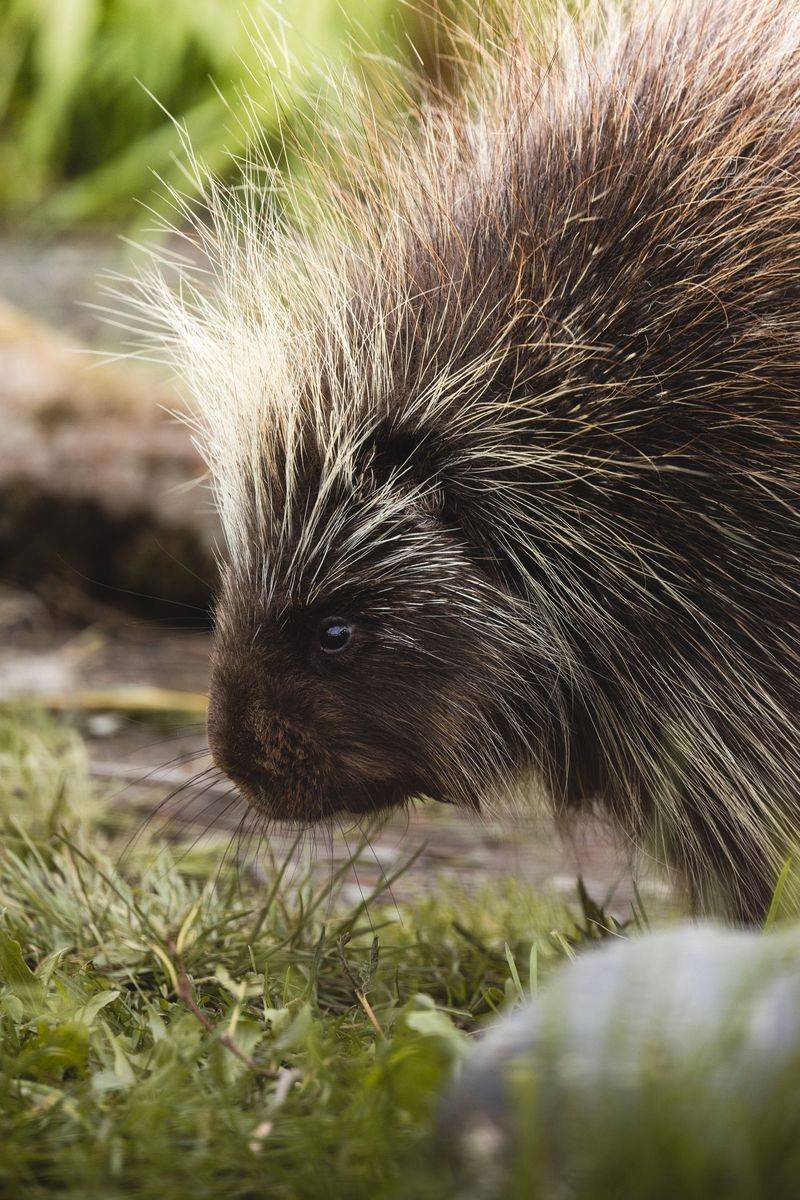 Leave the porcupine completely alone