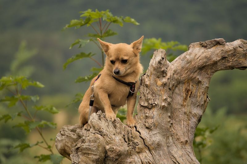 Small dogs feel stings more strongly