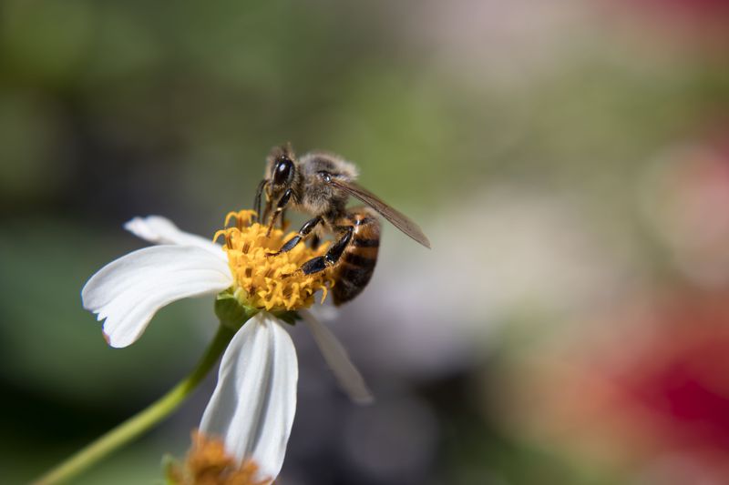 Honeybees