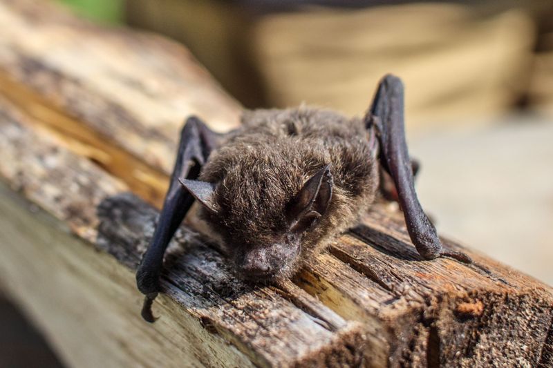 Bats