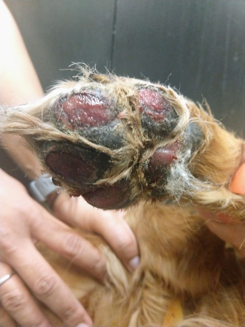 Burns Between the Paw Pads