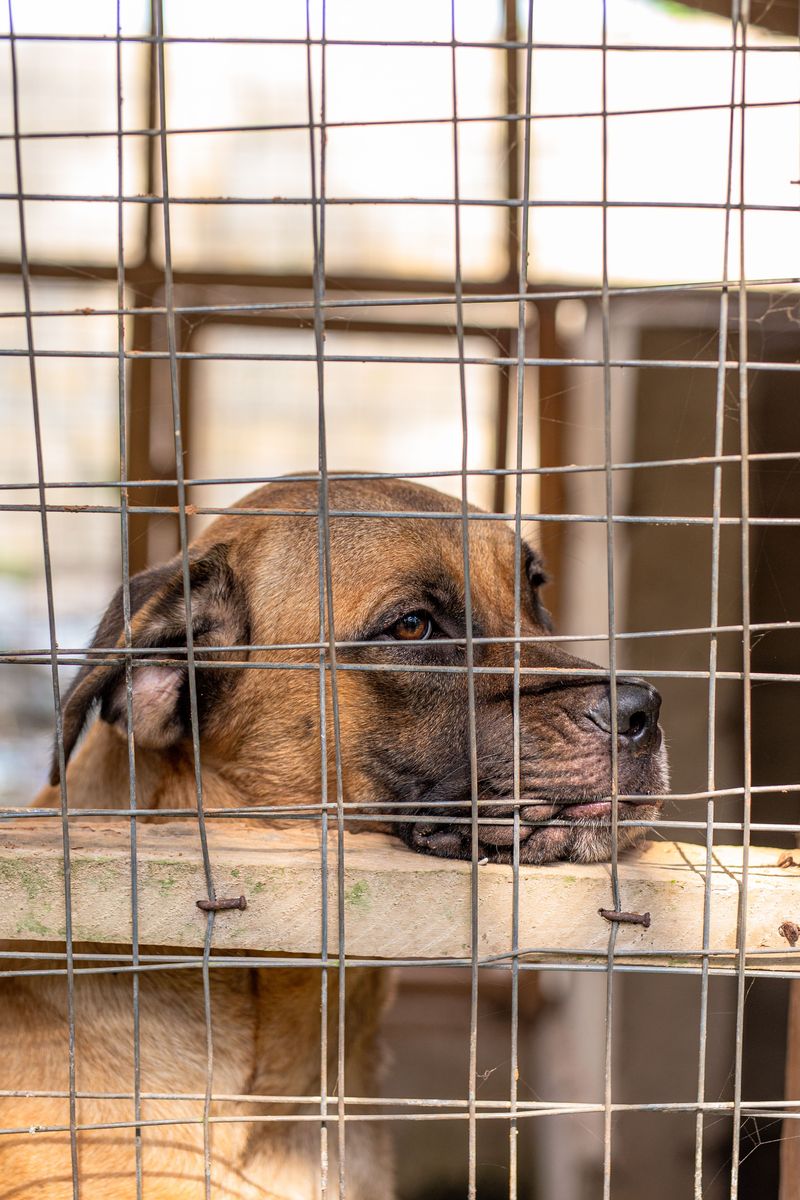 A Biting Dog Stays In The County