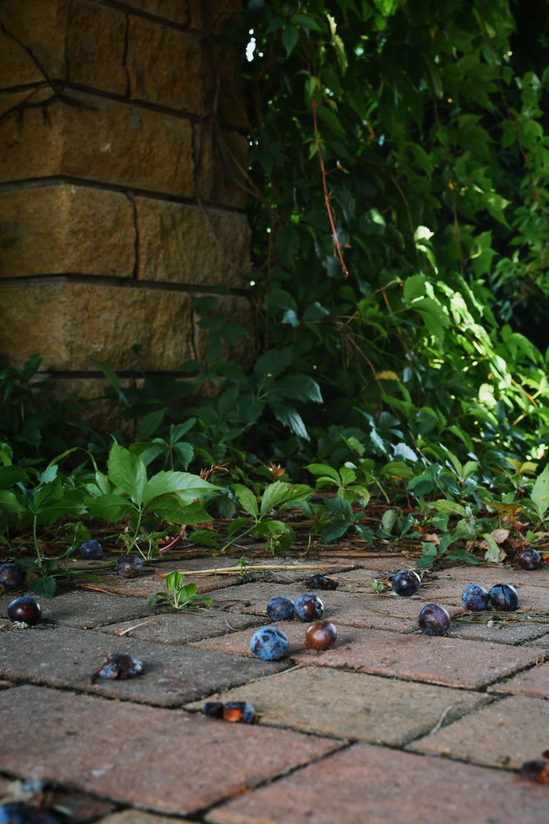 Clean Up Fallen Fruit and Spilled Birdseed