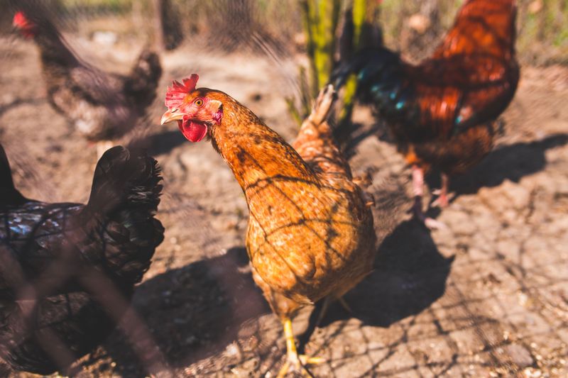 Keep Chickens and Other Animals Secure