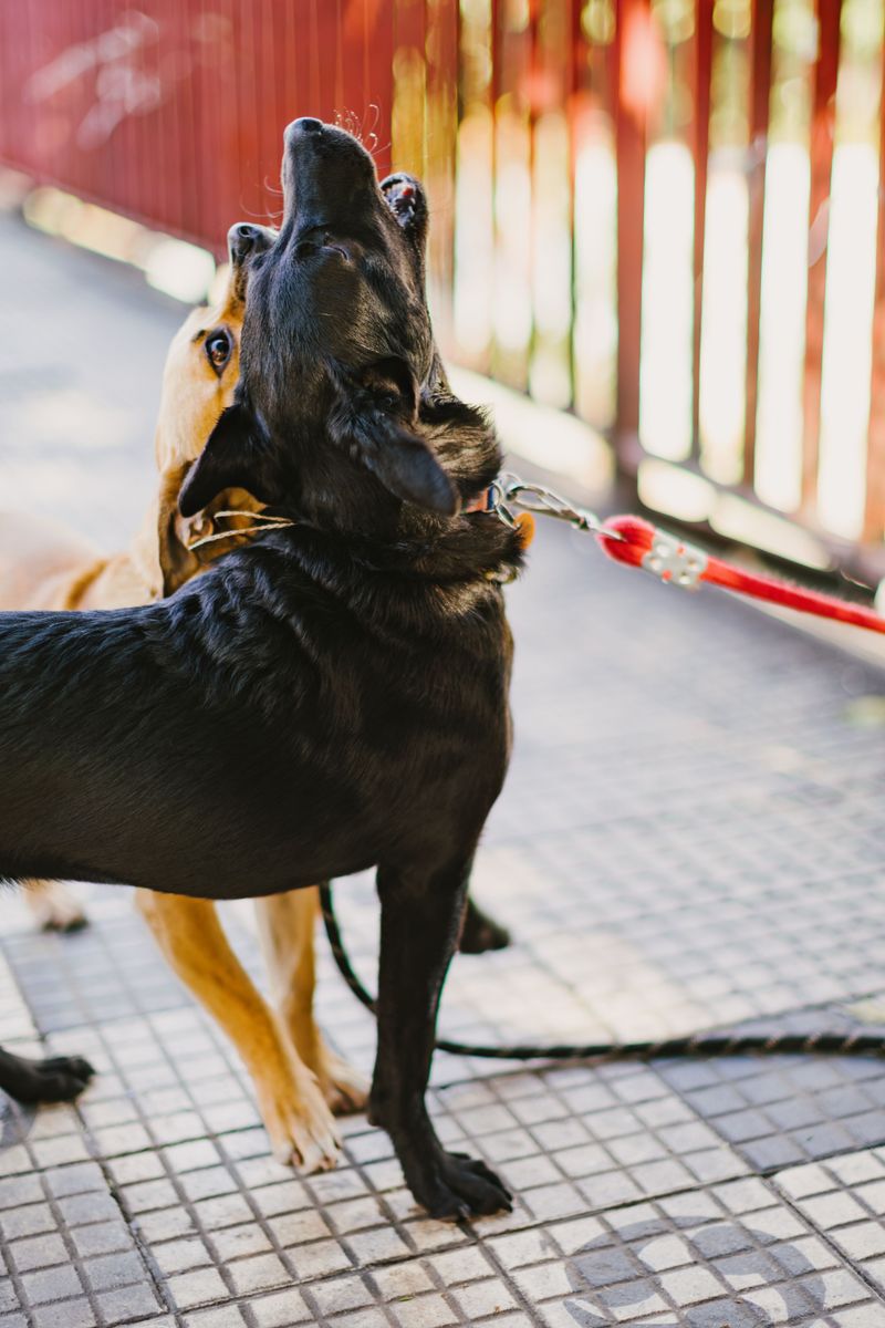 Bites Bring Strict Liability