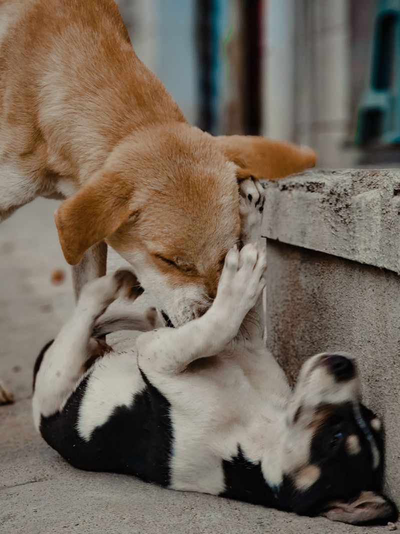 Getting Hurt While Separating Two Dogs