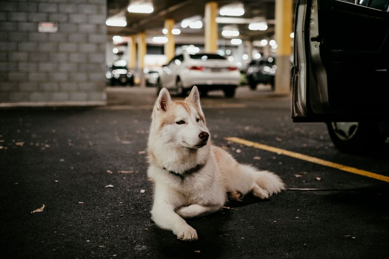 Sort Out Parking and Shuttle Options