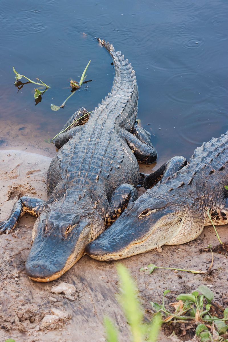 Never Try to Move or Handle an Alligator