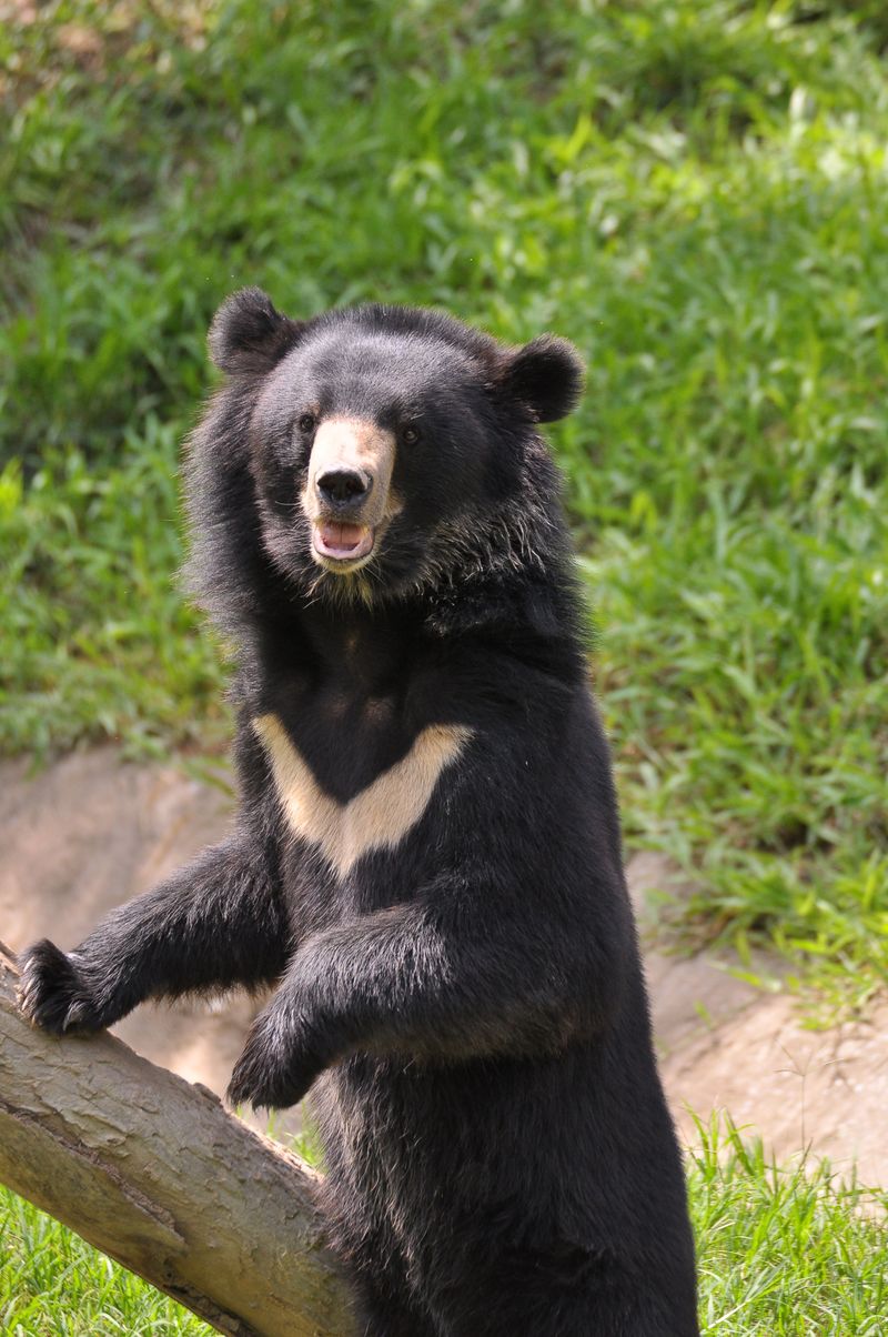 Standing Upright Usually Means Curiosity