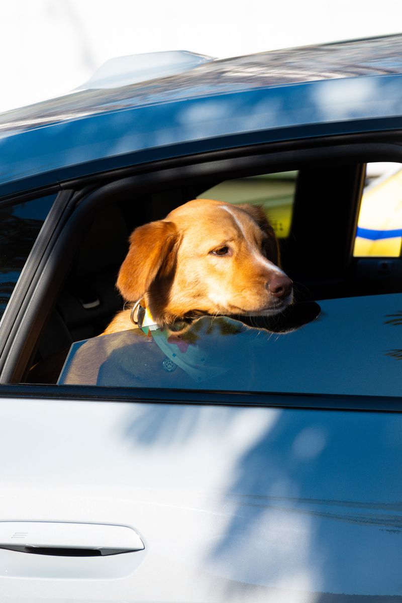 Leaving a Dog in a Hot Car Can Become a Legal Issue