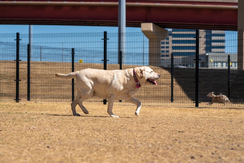 Overexercising Dogs That Are Not Heat-Acclimated
