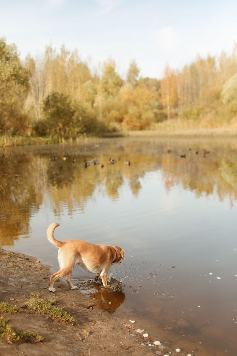 Shut Down Wildlife Chases Before They Begin