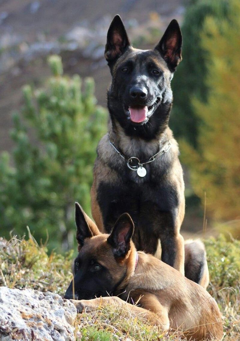 Belgian Malinois