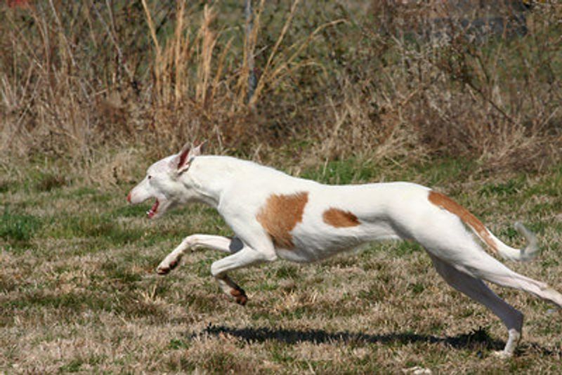 Ibizan Hound