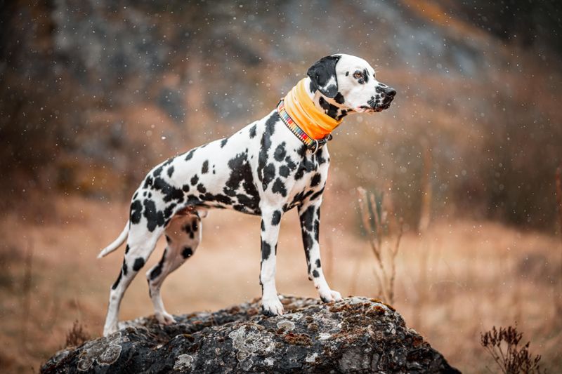 Dalmatian