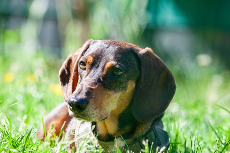 Dachshund with Sunny-Day Sass