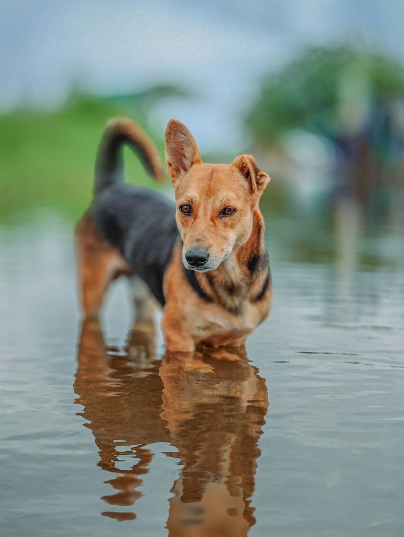 Do Not Let Your Dog Swim in Floodwater