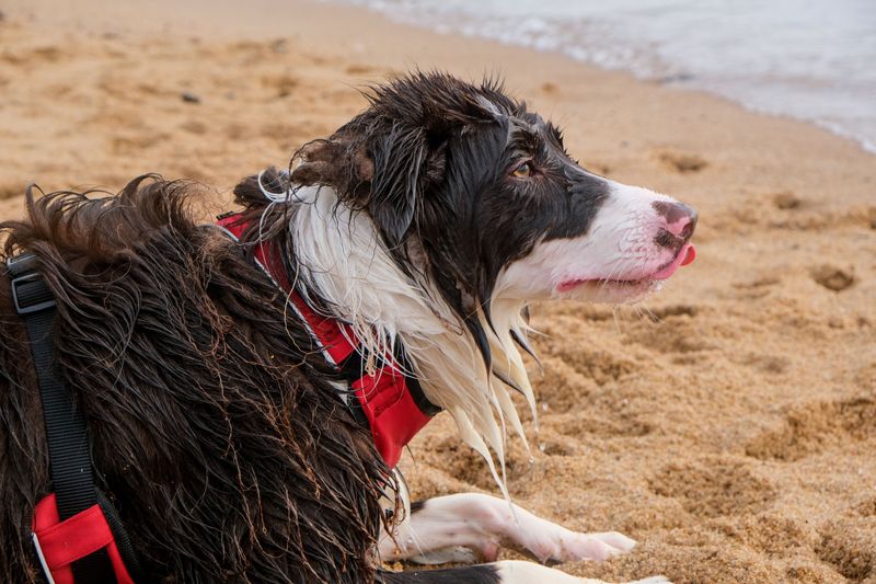 Stop Coat Licking Until After Rinsing