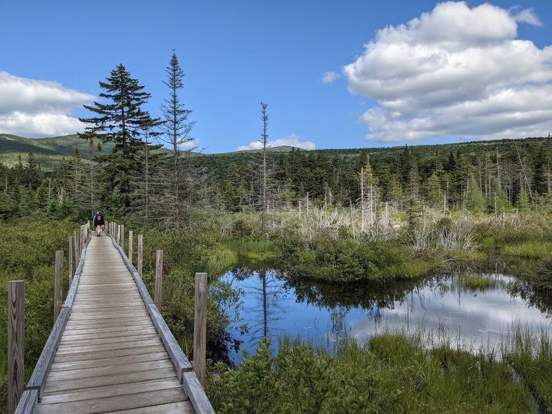 Zealand Falls Trail: Wetlands, Beavers, and Quiet