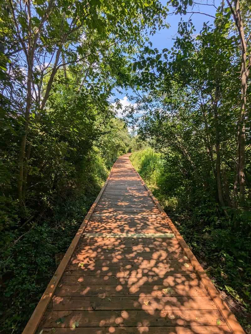 Boardwalk Loop Through Congaree's Giants