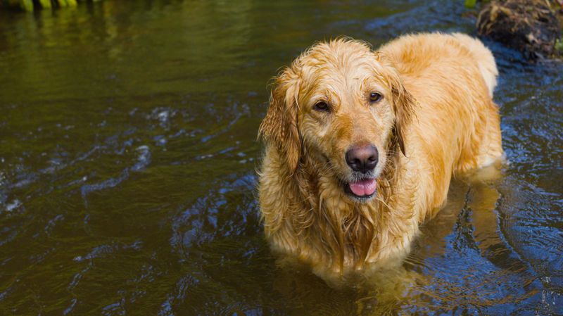 Wet dogs can overheat after swimming