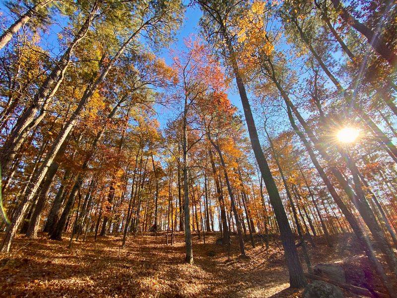 Forest Loops at Red Top Mountain State Park