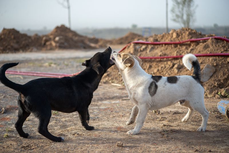 Breed-Specific Vicious Dog Rules Are Not Allowed