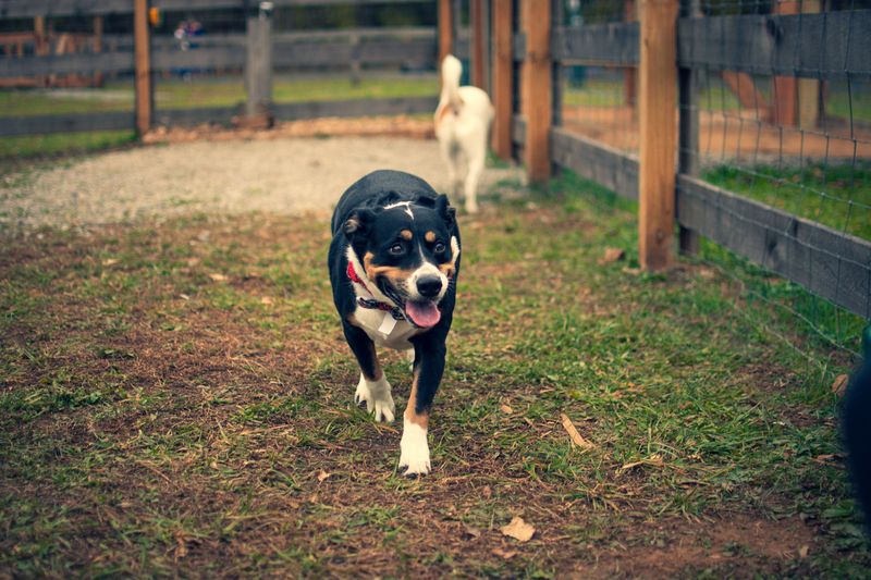 Harrisonburg: Agility Equipment and Ice Cream Pup Cups