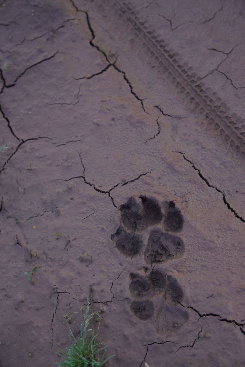 Mud Can Hide More Than You Think