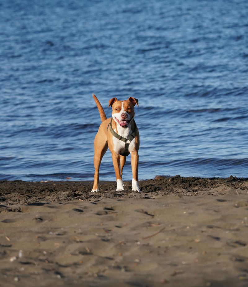 Splash at Off Leash Area Edmonds Near the Sound