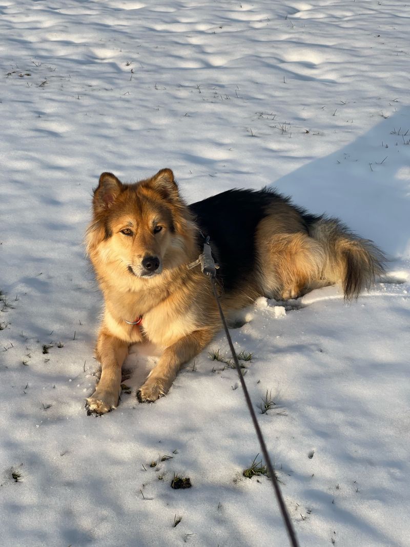 Icelandic Sheepdog Is Comfortable In Chilly Weather