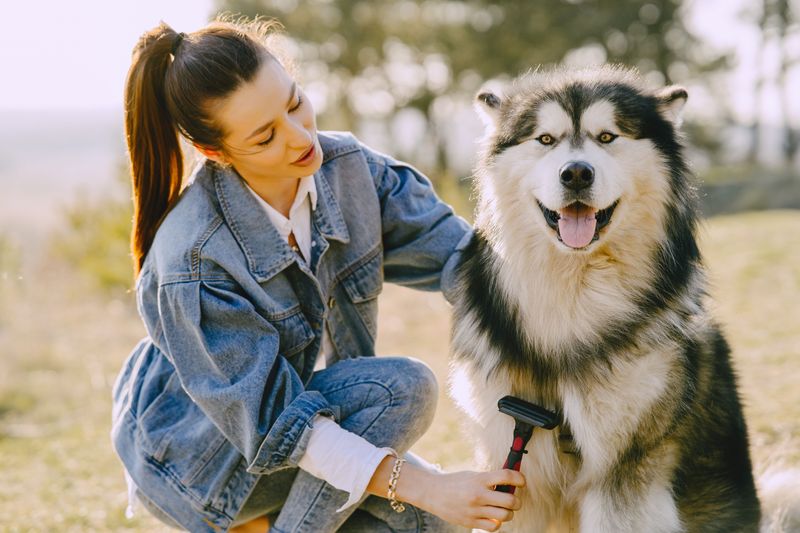 Brush Out Your Dog After Outdoor Adventures