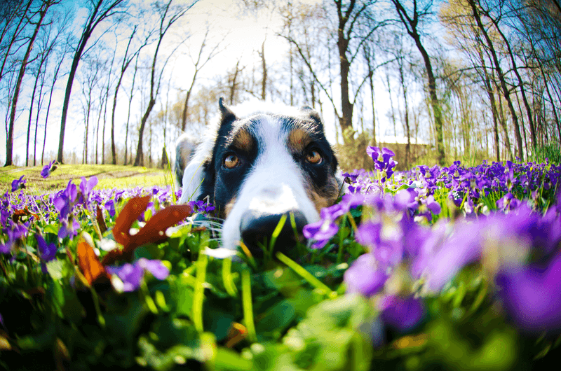 Pollen Season Often Shows Up on the Skin
