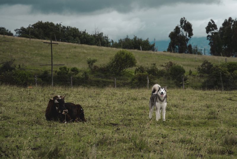 Livestock Chasing Carries Heavy Consequences