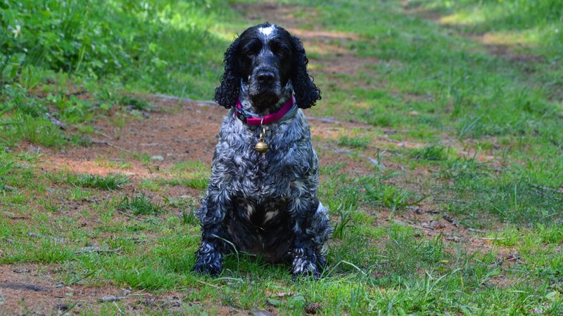 Match The Product To Your Dog's Life