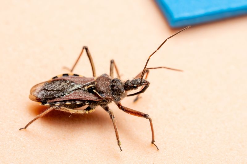 Kissing Bugs
