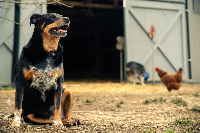 Rural Living Is Not A Free Pass