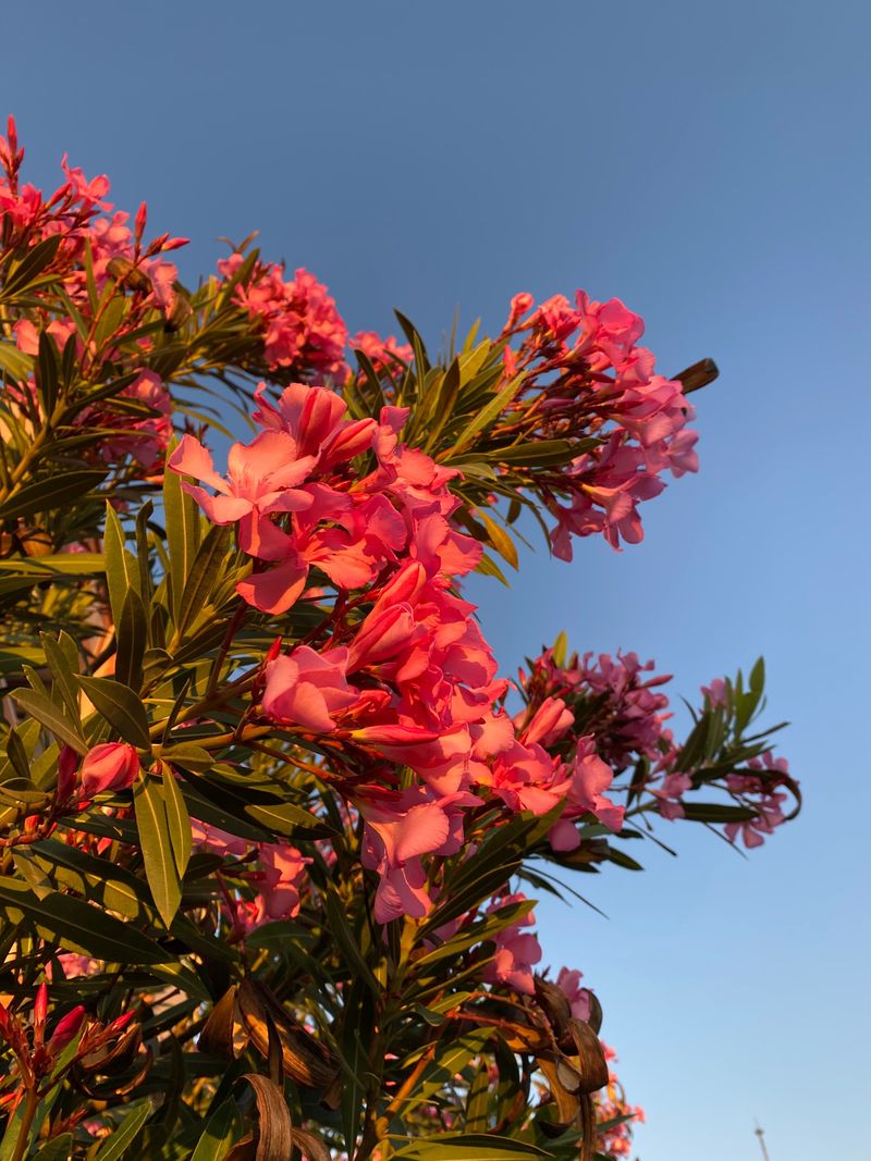 Oleander