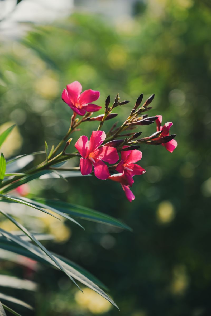 Oleander
