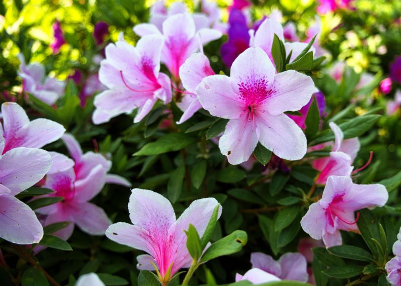 Azalea