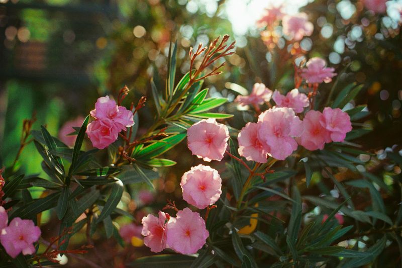 Oleander
