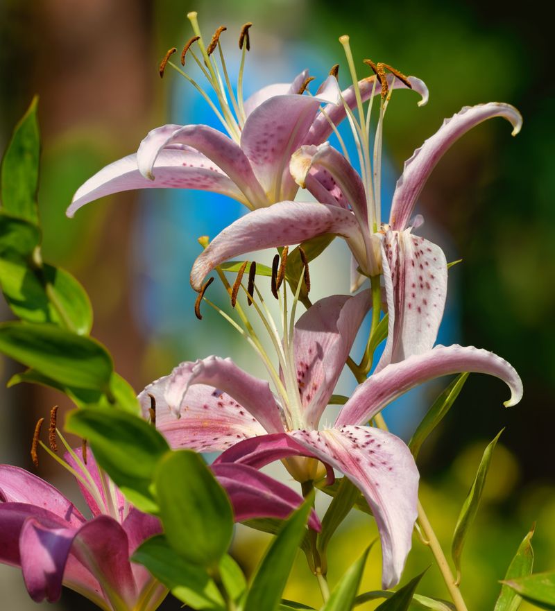 Lilies Deserve Extra Caution