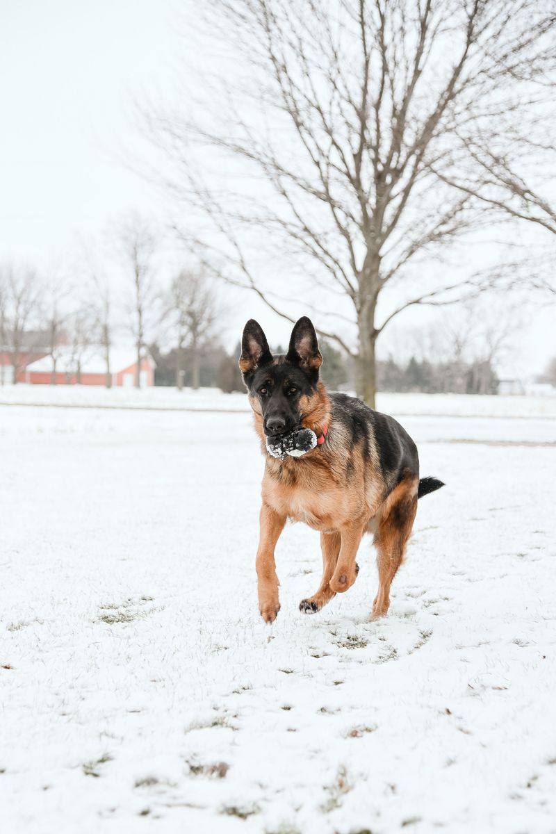 German Shepherd Dog Adapts Well To Wyoming's Outdoors