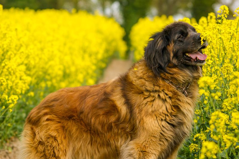 Leonberger