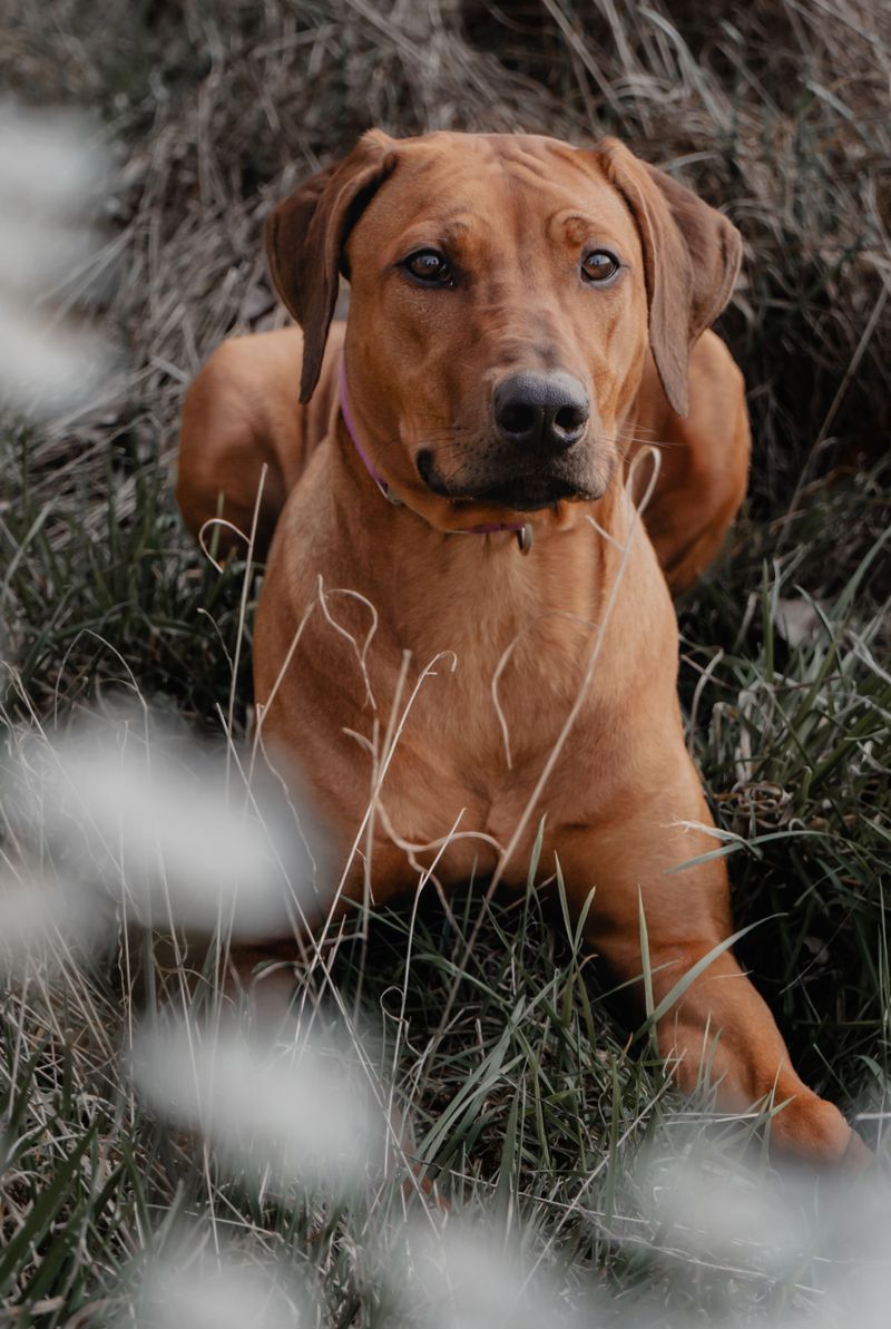 Rhodesian Ridgeback