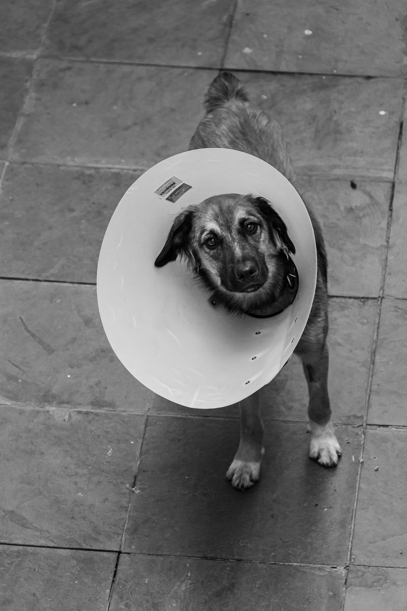 Photograph the Injuries and the Attack Location