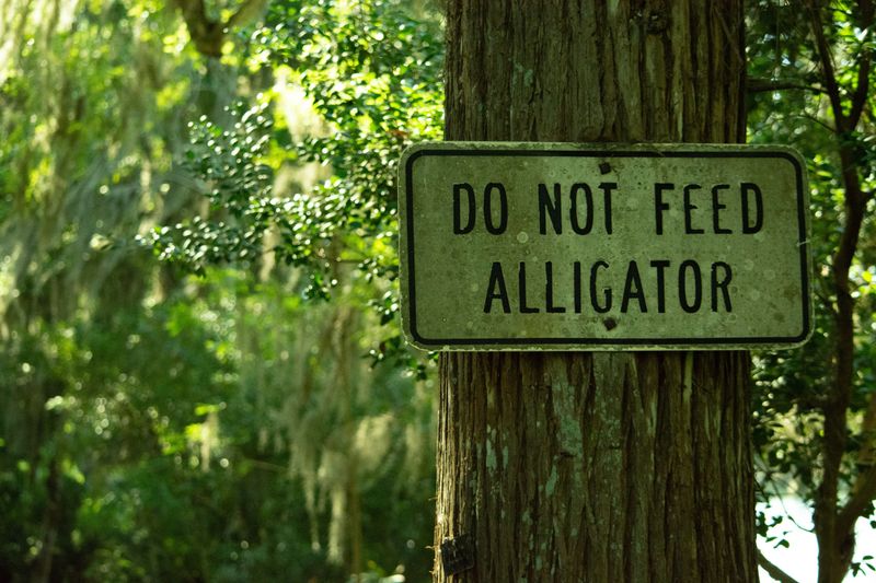Feeding Gators Is Illegal, and It Backfires