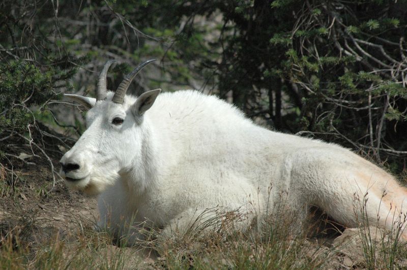 When a Goat Owns the Path, Let It