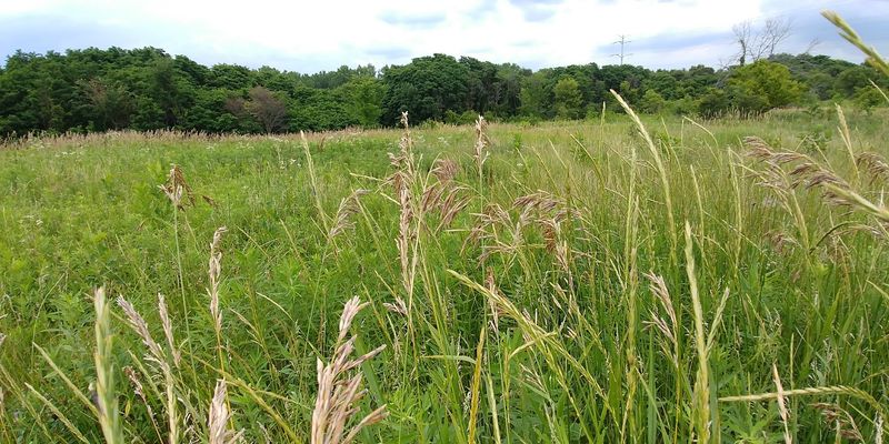 Aurora West Forest Preserve, Aurora